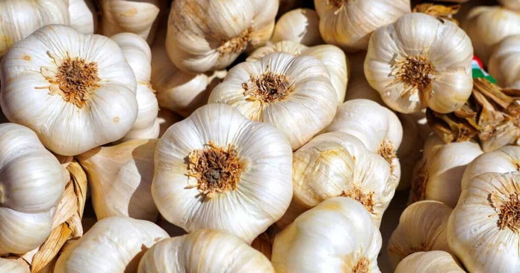 Garlic Harvest 