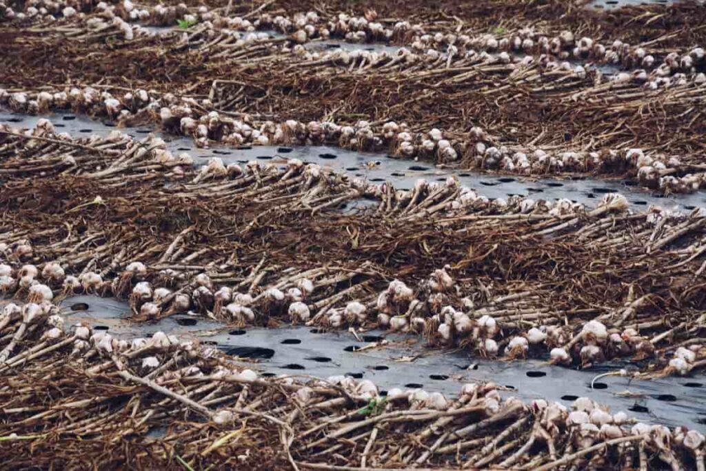 Harvesting Garlic 