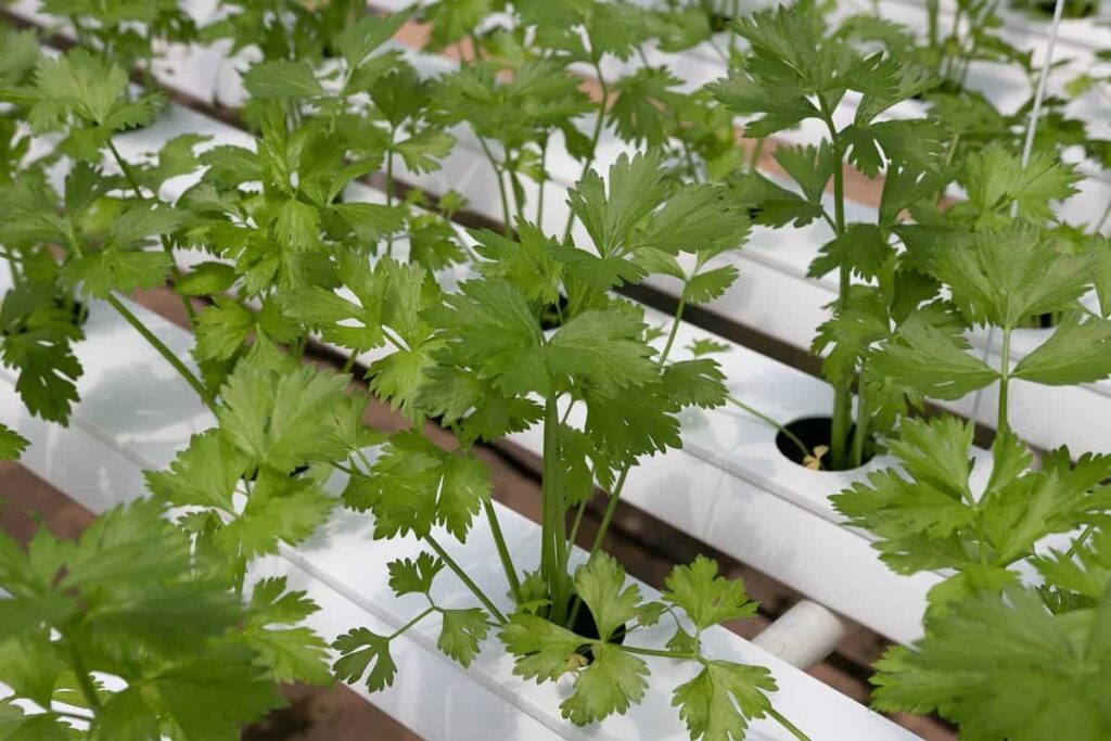 How to Grow Herbs in Aquaponics