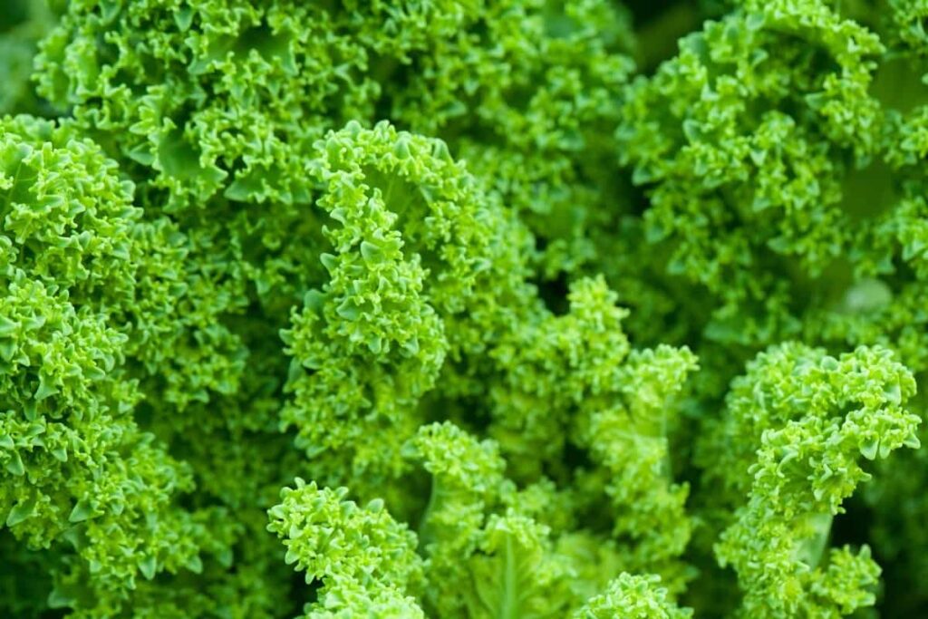How to Grow Kale in the USA
