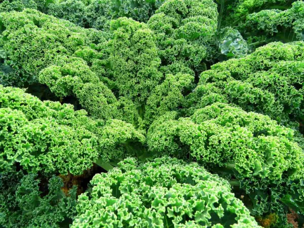 Kale Gardening