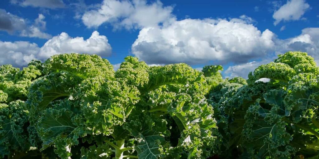 Kale Farming 