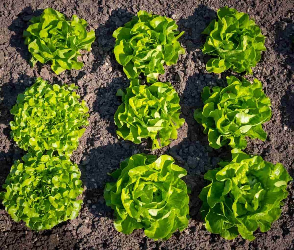 How to Grow Lettuce in the USA 