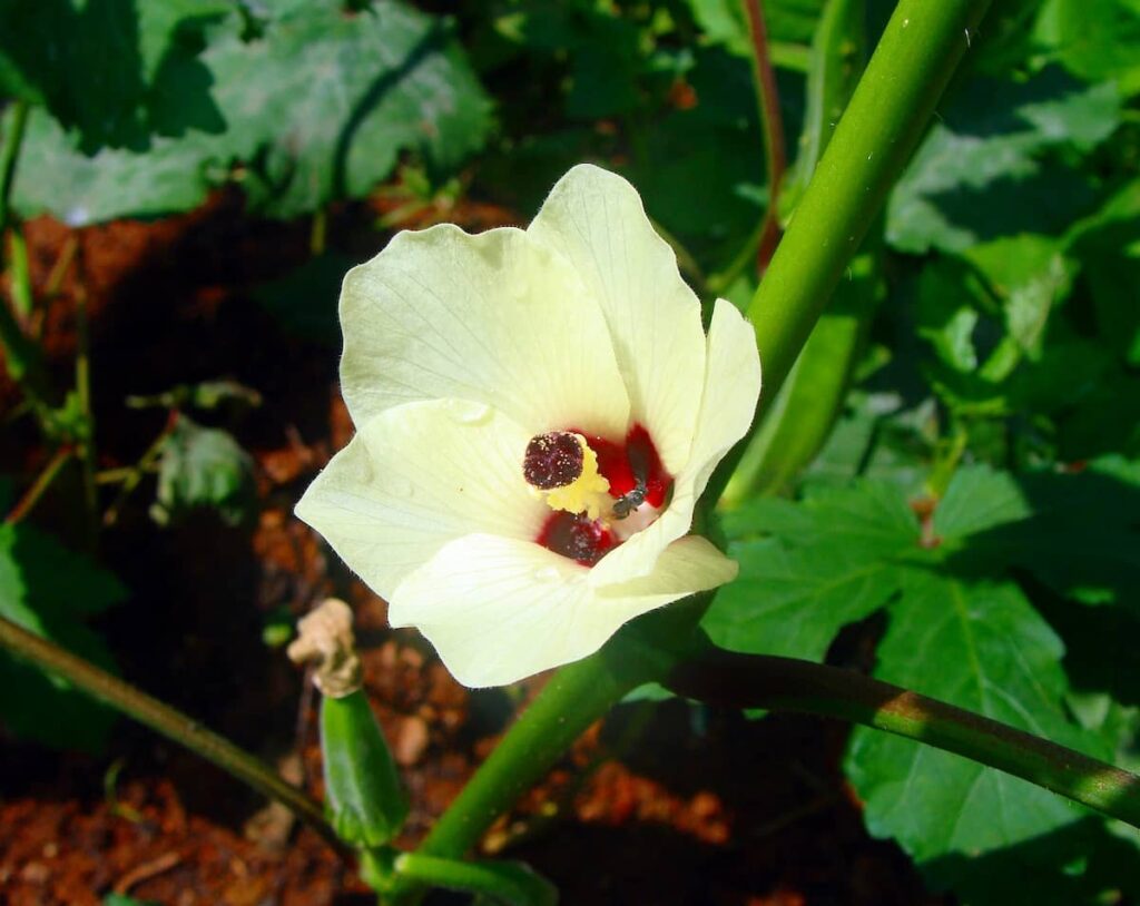 Okra Flower Growth