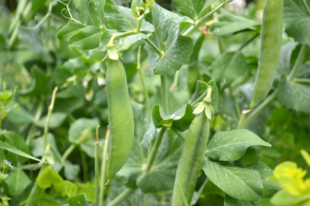How to Grow Peas in the USA