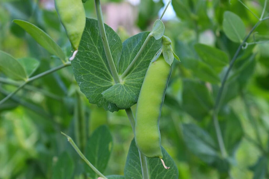 Green Peas Plant
