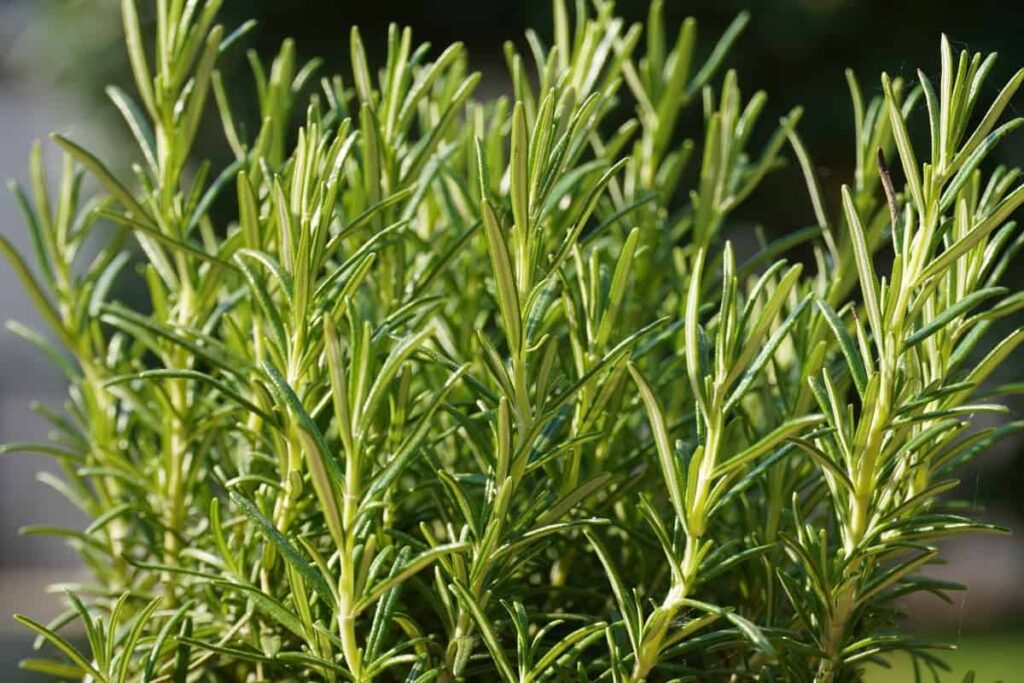 How to Grow Rosemary in USA