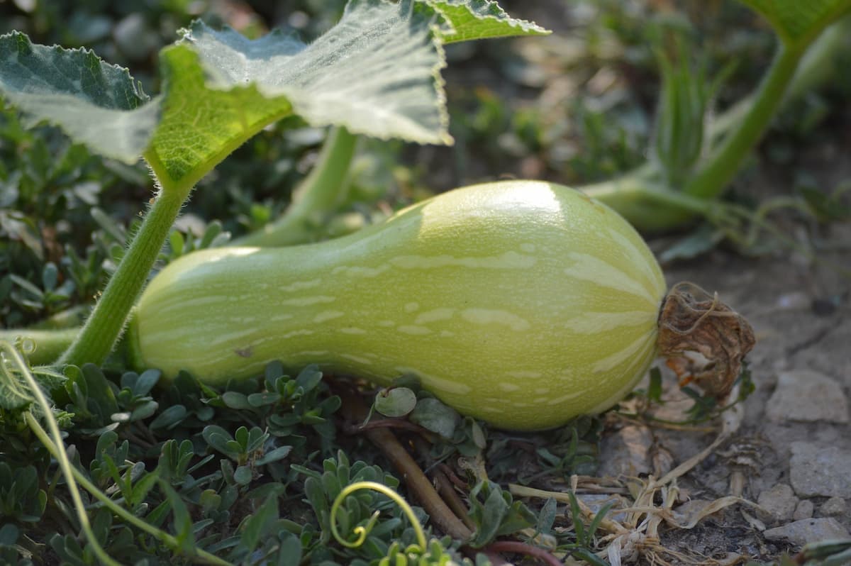 Image of Winter squash vegetable to grow in late summer