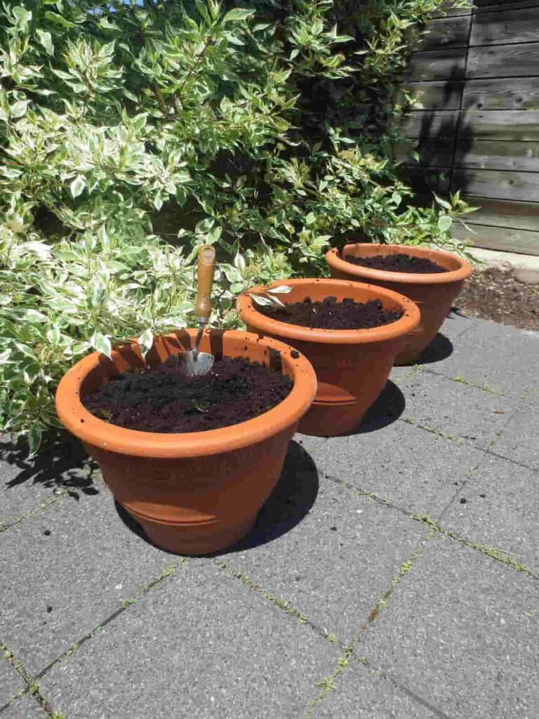 Potting Mix for Home Gardening