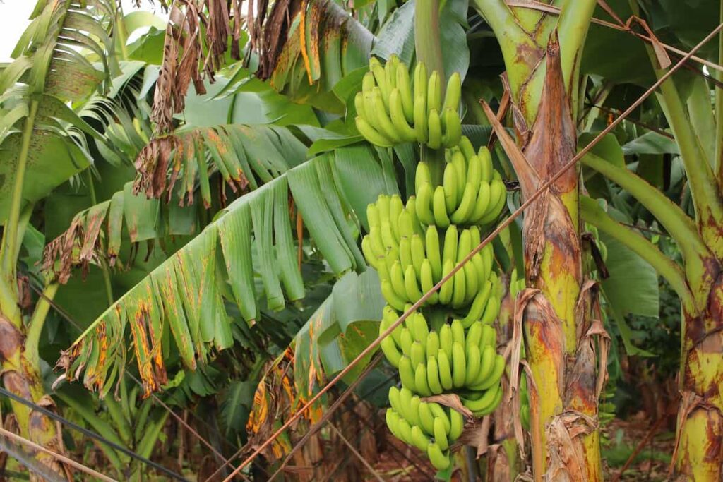 How to Start Banana Farming in the Philippines 3