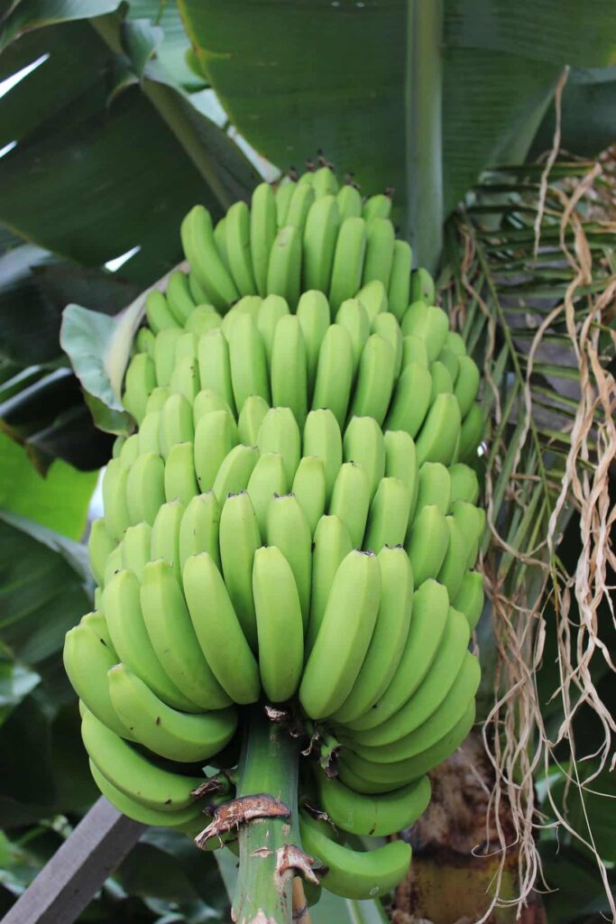 How to Start Banana Farming in the Philippines 5