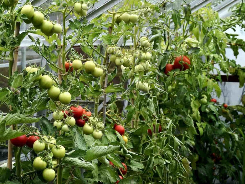 Greenhouse Tomato Harvesting