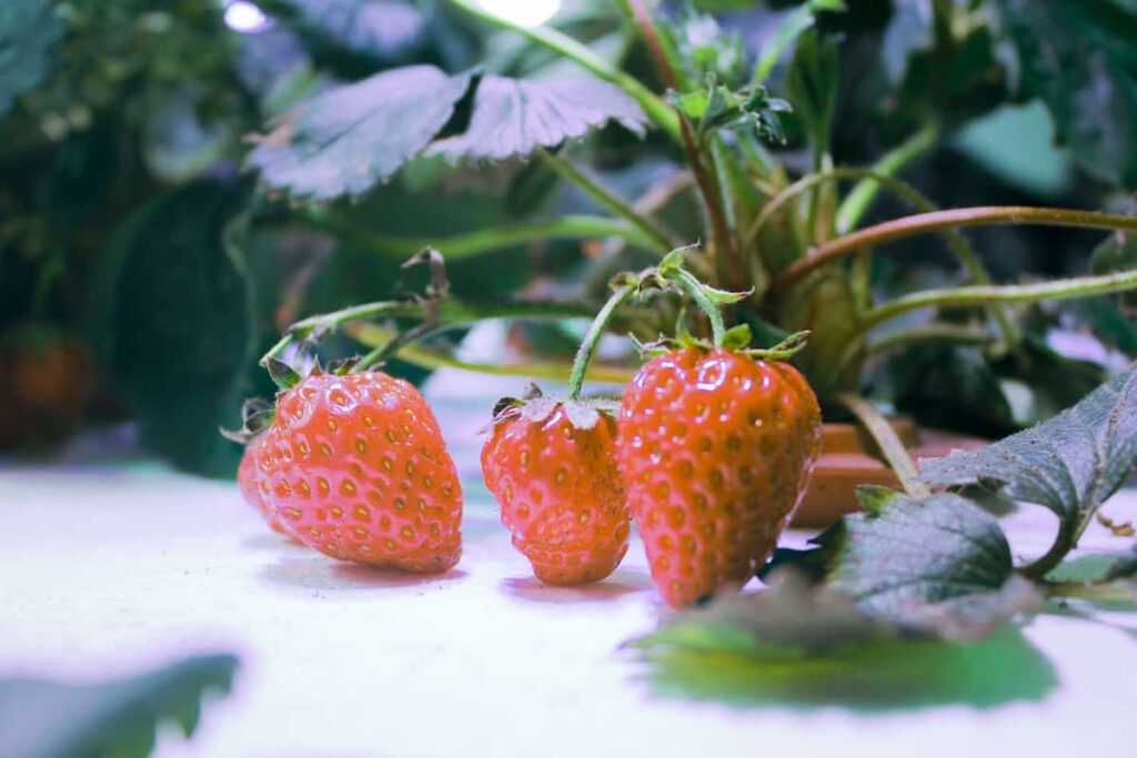 Hydroponic Strawberries