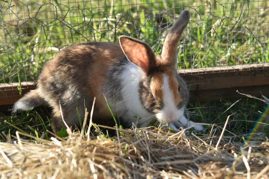 Rabbit Outdoor