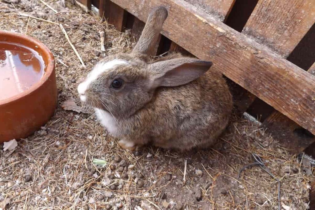 How to start Rabbit farming in the Philippine