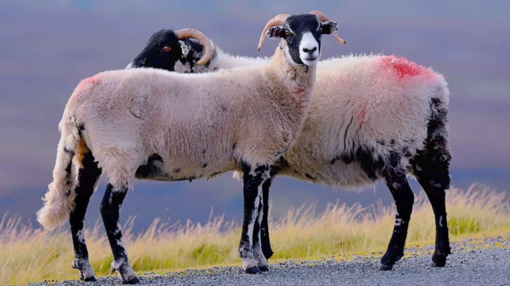How to Start Sheep Farming in New Zealand