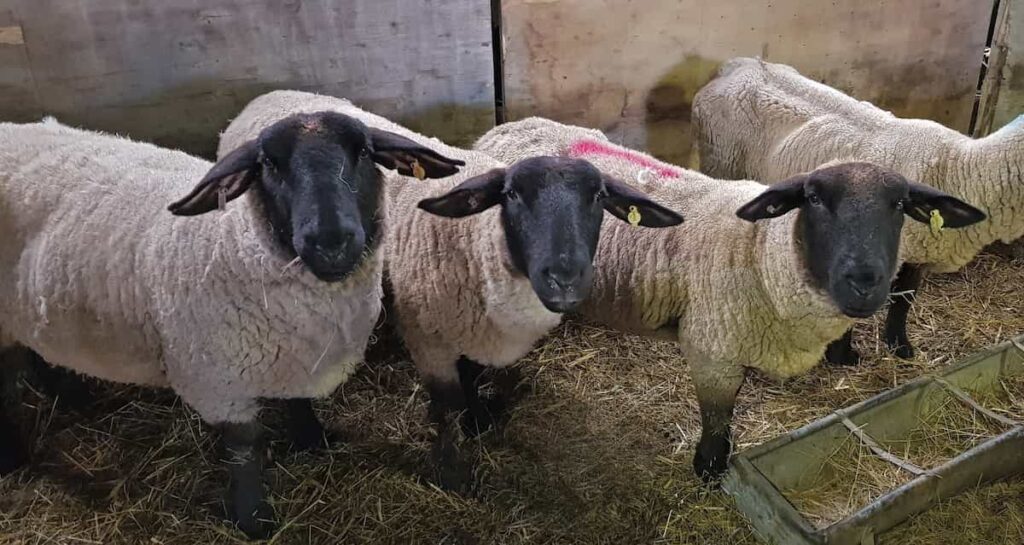 Sheep Farm Shed