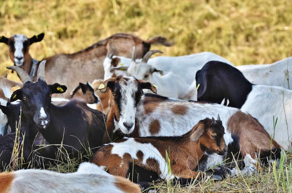 Indigenous Veld Goat Farming in Africa 