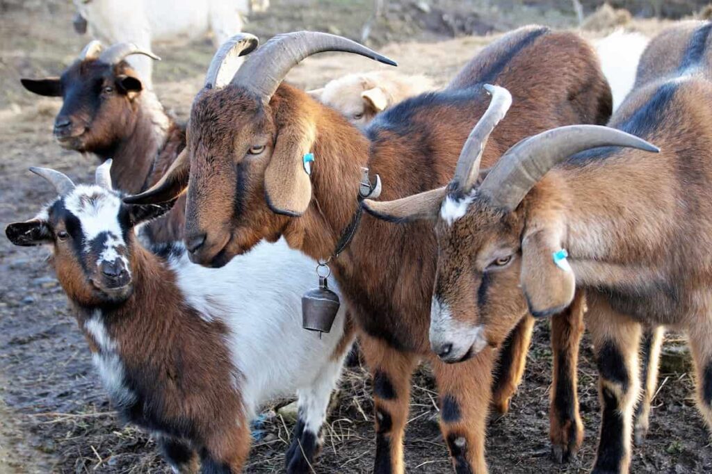 Indigenous Veld Goat Farming in Africa 2
