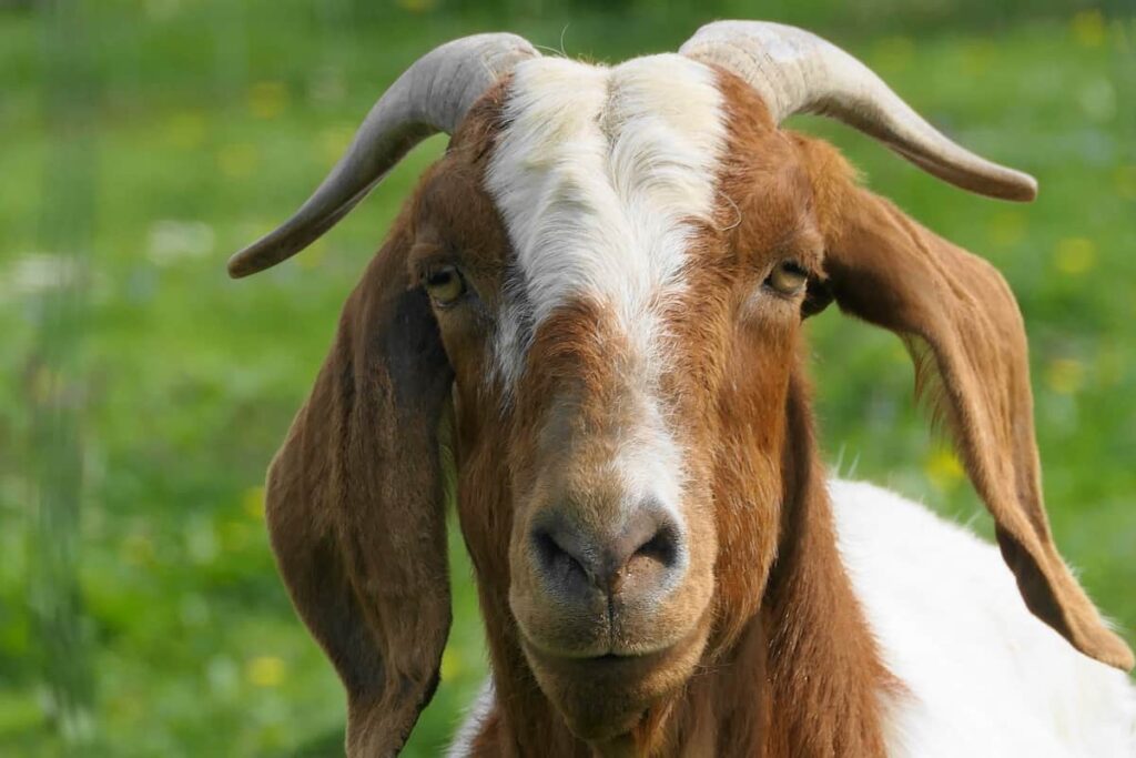 Indigenous Veld Goat Farming in Africa 5