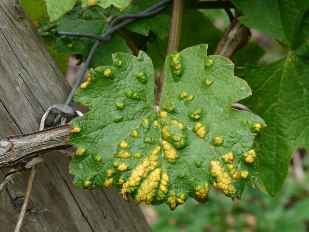 How to Control Pests and Diseases in Grapes