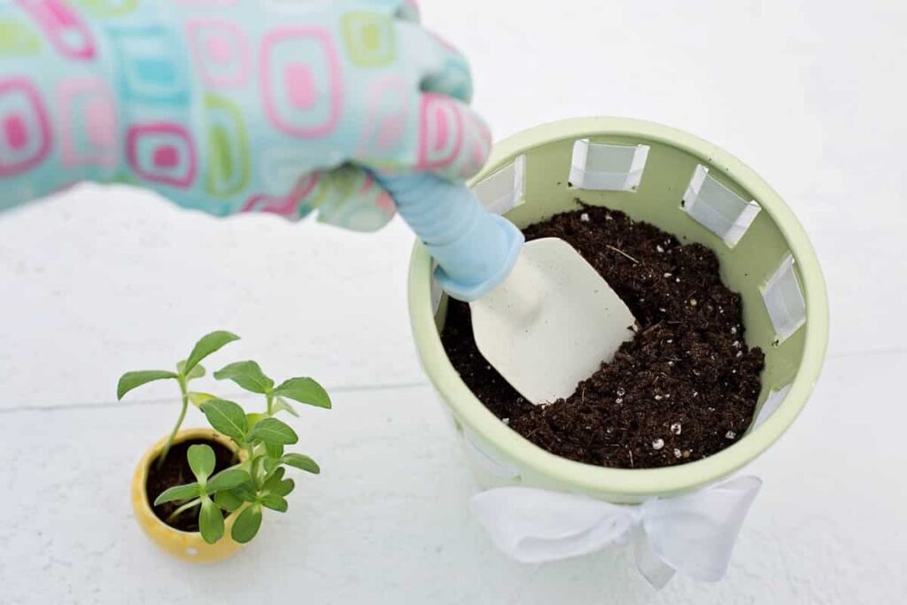 Potting Soil Mixes for Flowering Plant