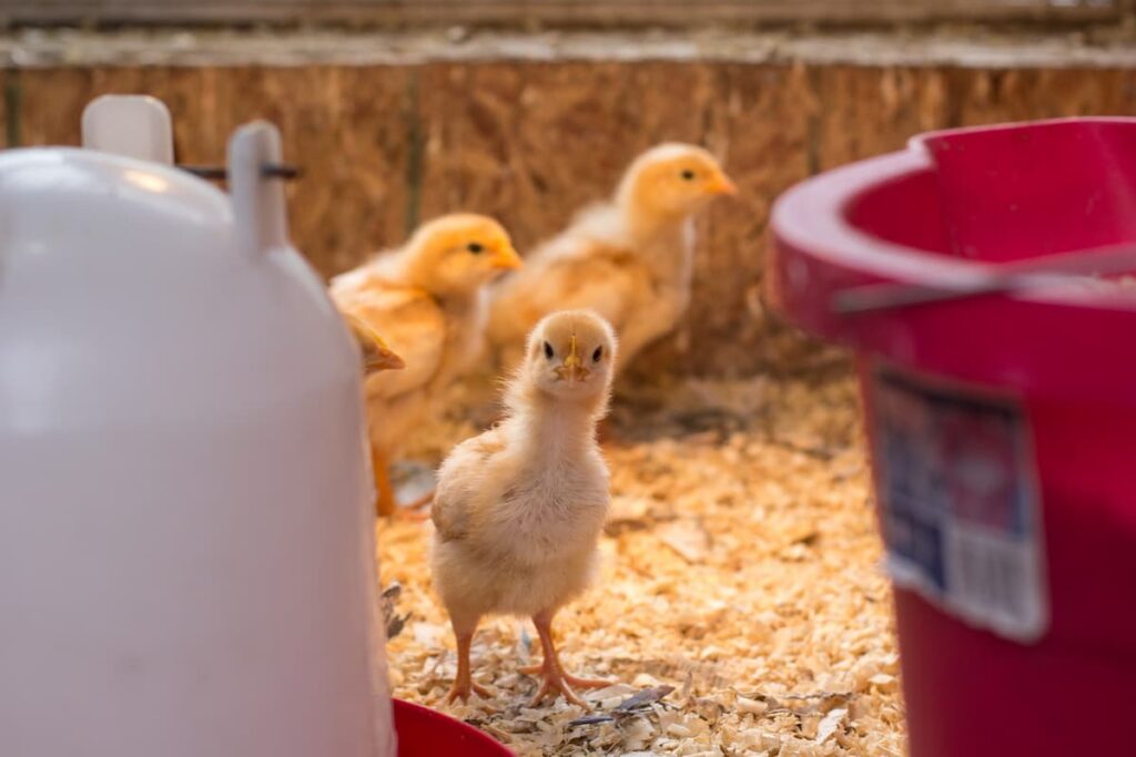 Chicks in the Poultry Farm