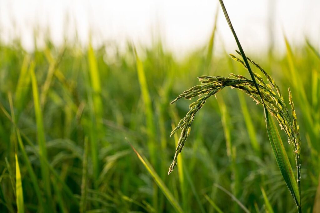 Rice Blast Disease in Paddy Crop