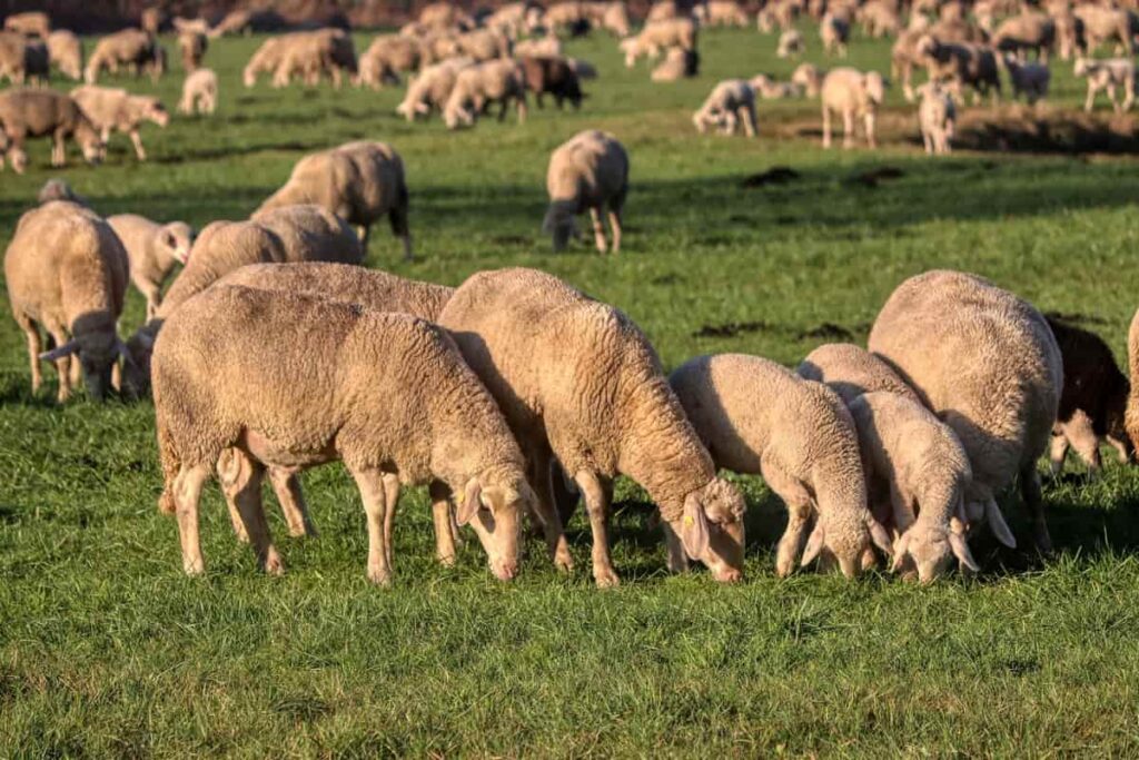 Sheep Farming in Kenya