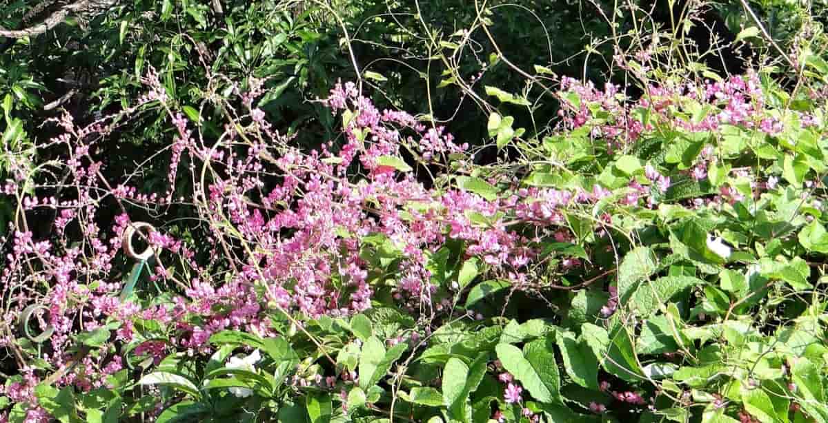 How to Grow and Care for Coral Vine Plants