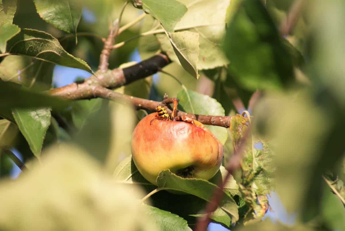 Apple Fruit Disease