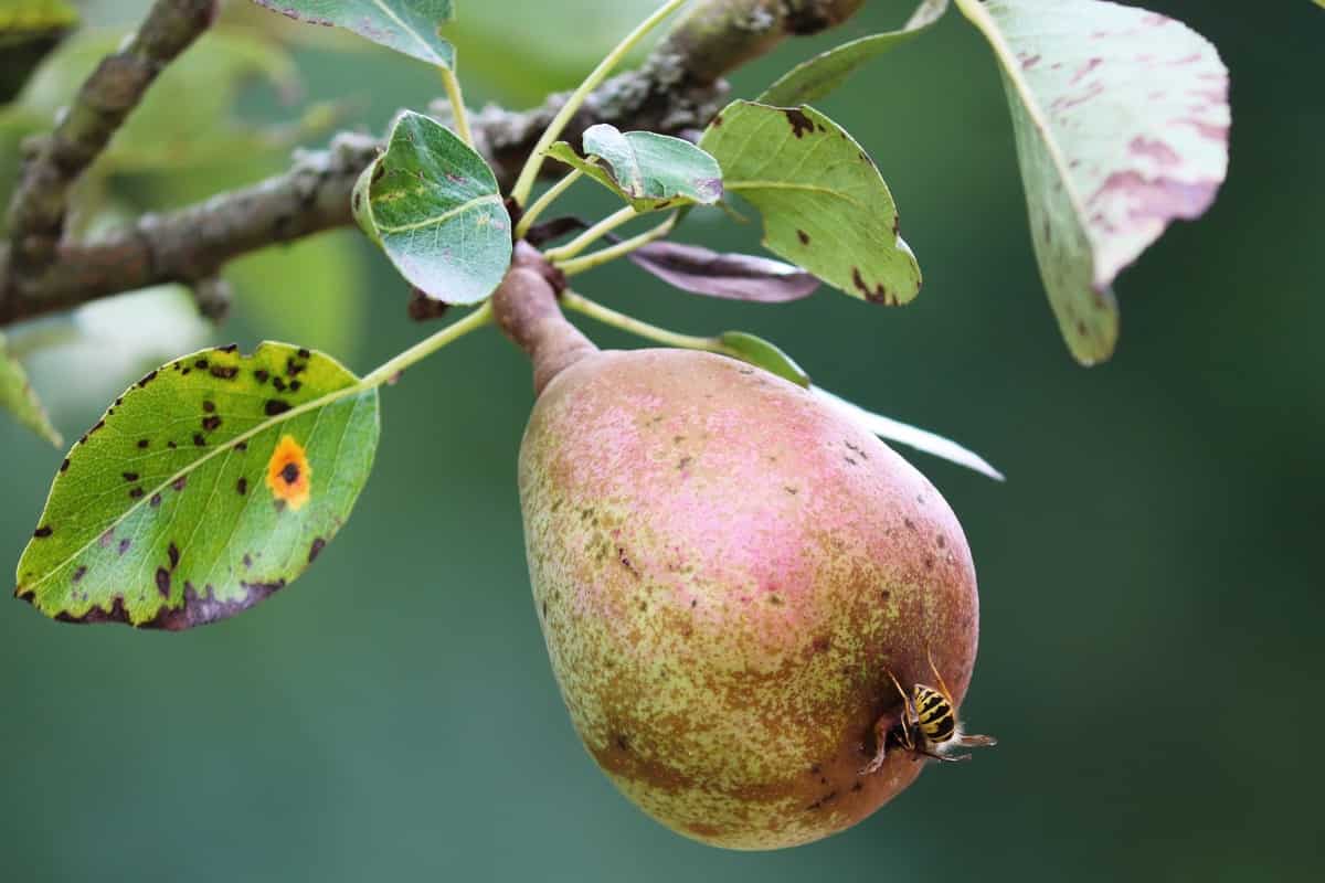Pear Fruit Disease