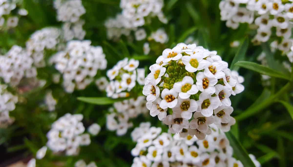 Top 25 Earliest Blooming Spring Flowers, Shrubs & Trees - Gardening Tips