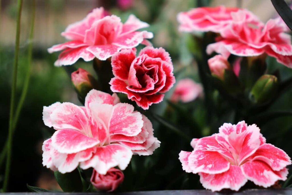 Carnation Flowers