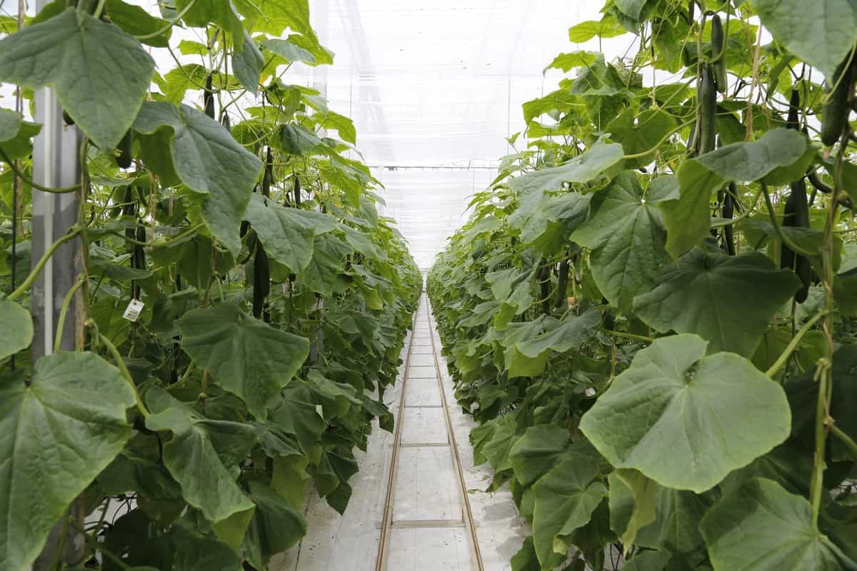 How to Start Greenhouse Farming in Nigeria