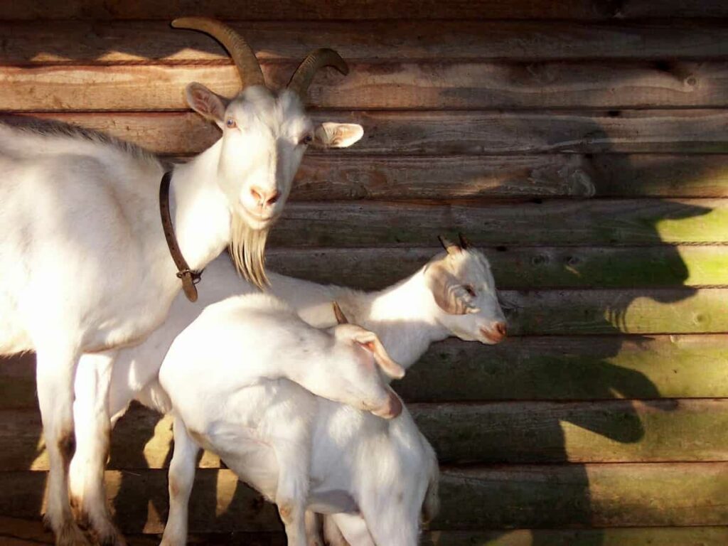 Goat Breeding 