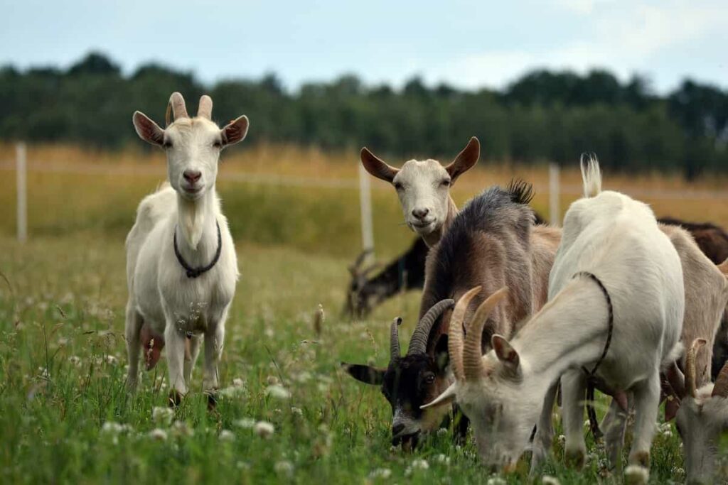 Goat Farm 