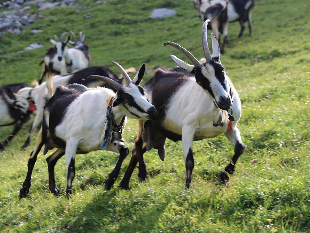 How to Start Goat Farming in Switzerland
