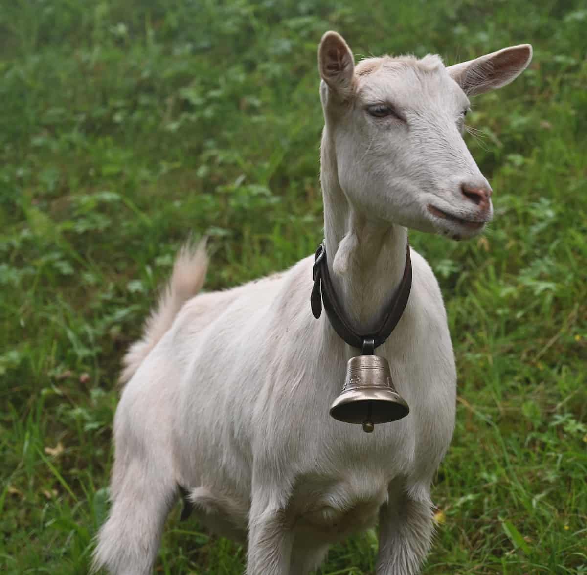 Goat Neck Bell