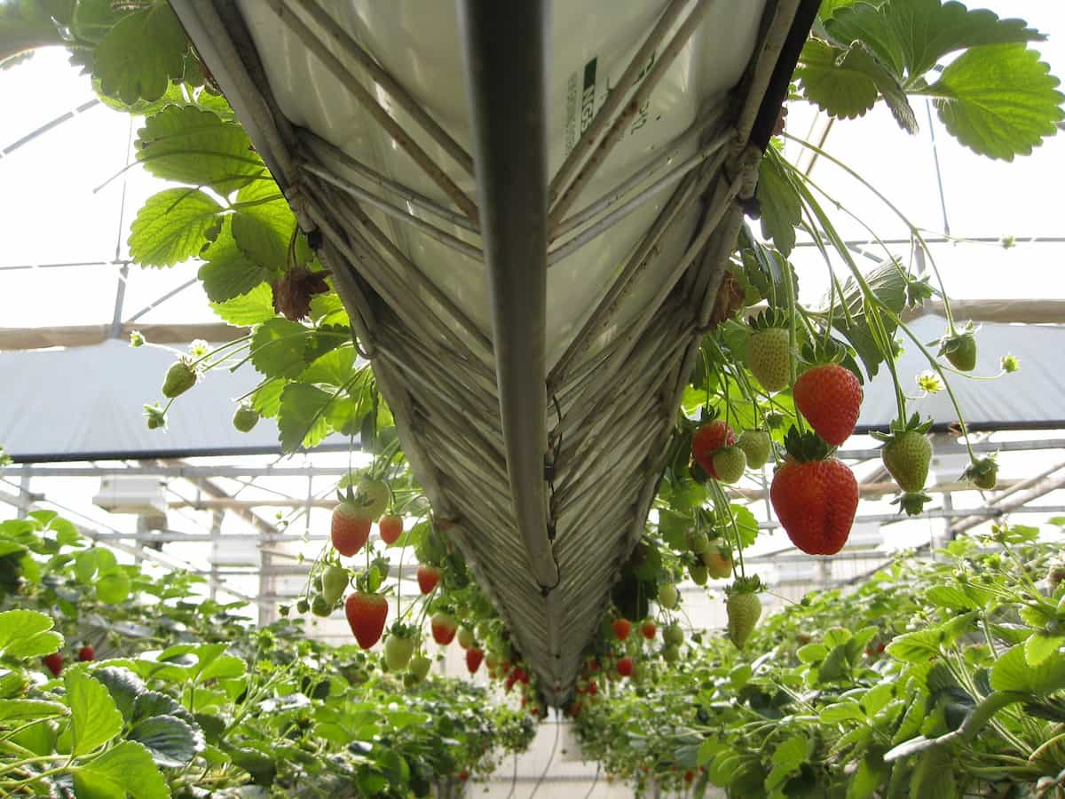 Strawberry Greenhouse Farming