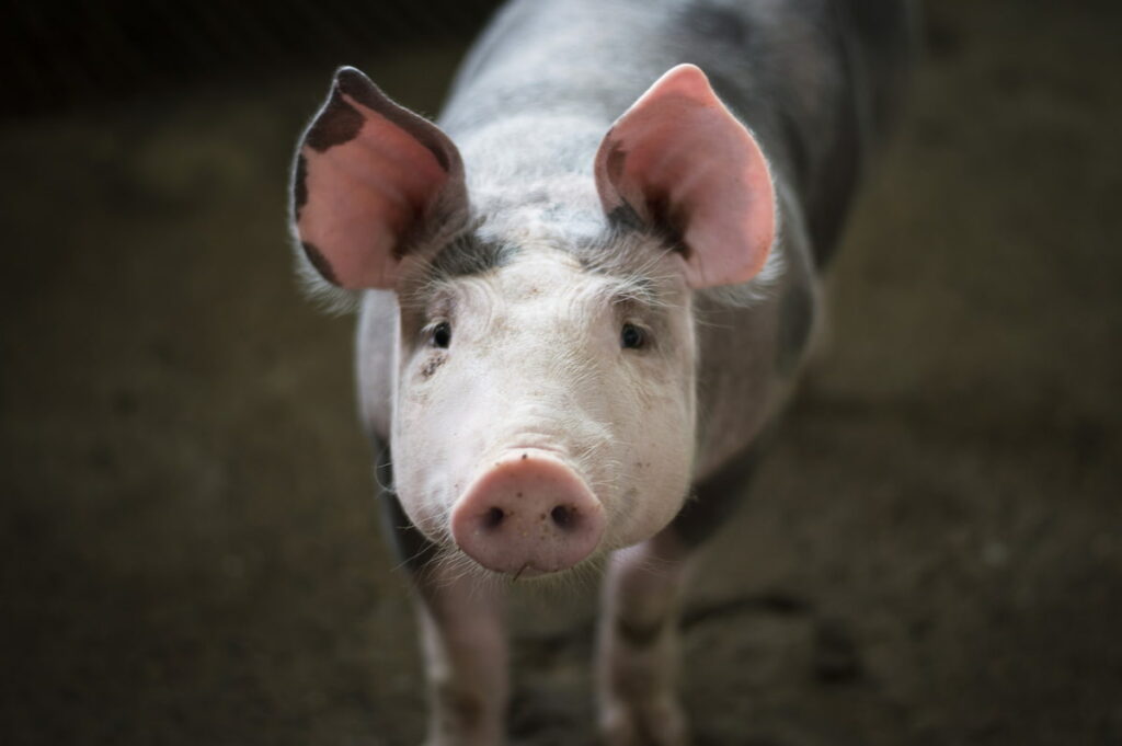 How to start pig farming in Brazil