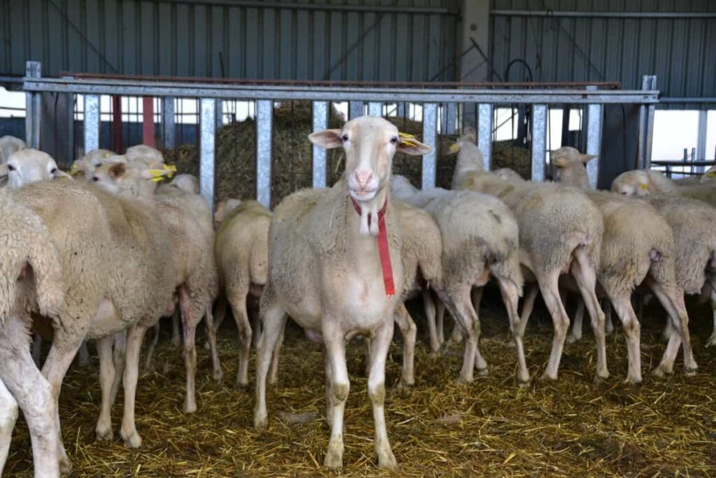 Sheep Farm Shed