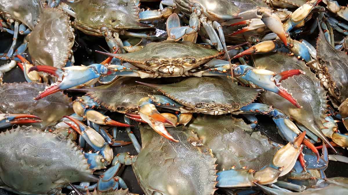 How to Start a Crab Farming in the Philippines