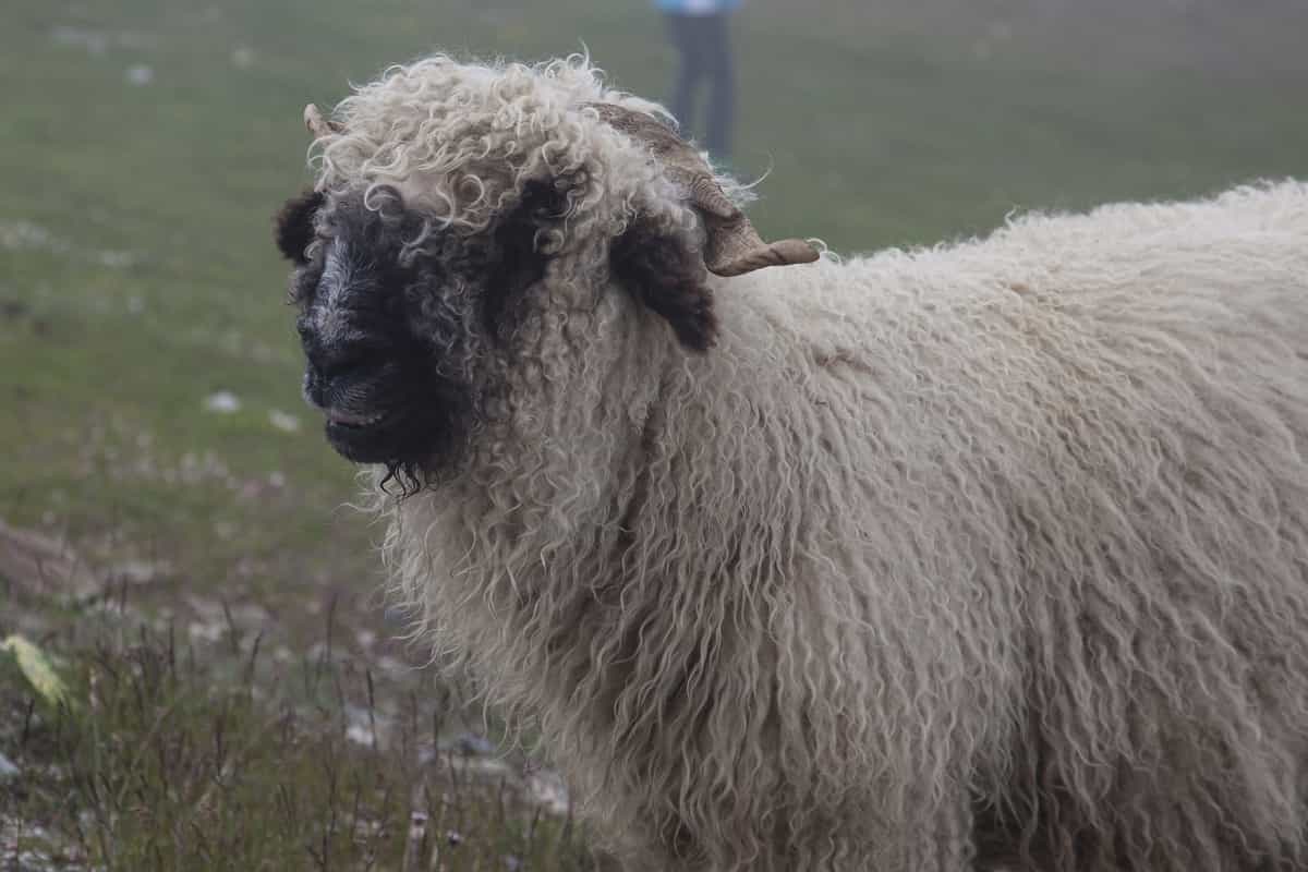 How to Start Sheep Farming in Switzerland