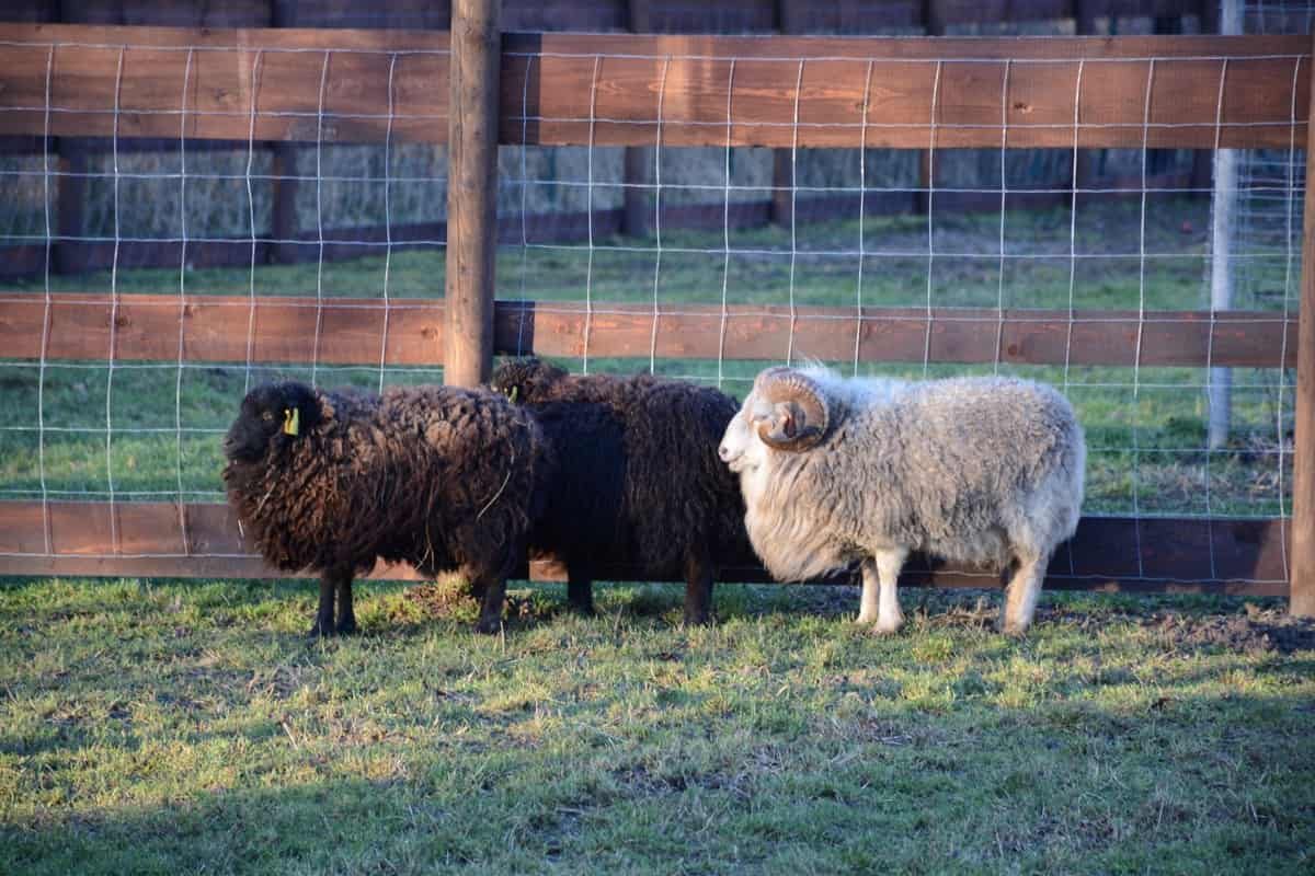 Sheep Farm Fencing