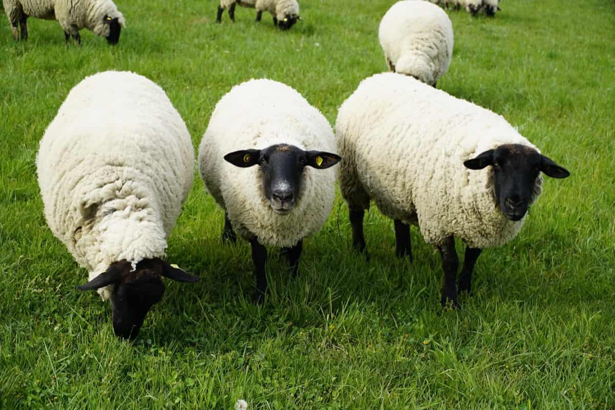 Sheeps Outdoors
