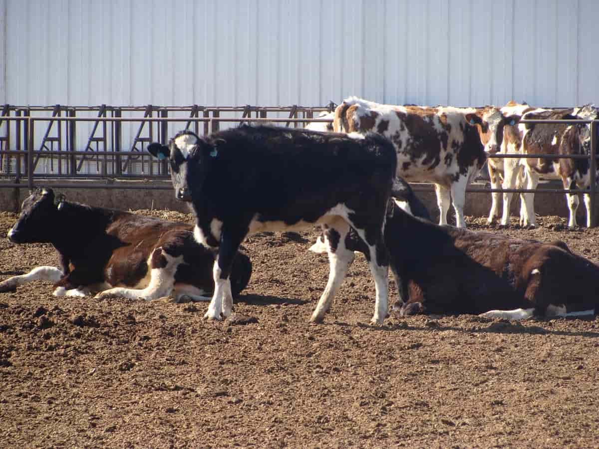Dairy Farm Fencing