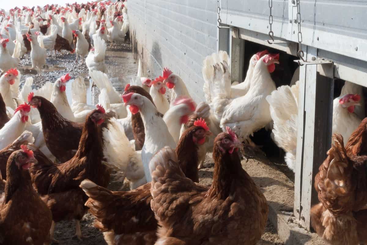 How to Start a Poultry Farming in Nigeria