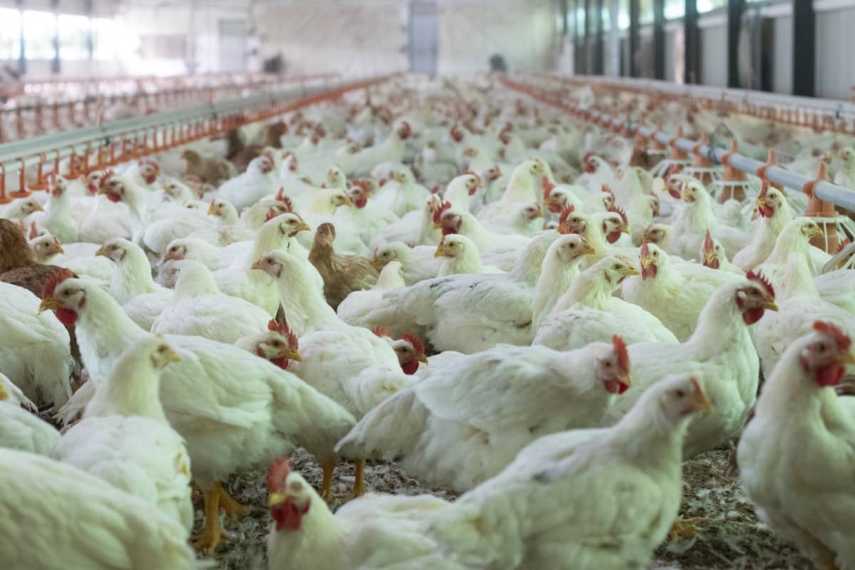 Indoor Chicken Farm
