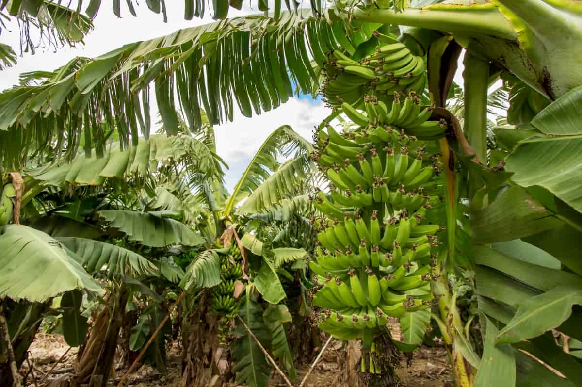 A Comprehensive Banana Farming Guide for Beginners
